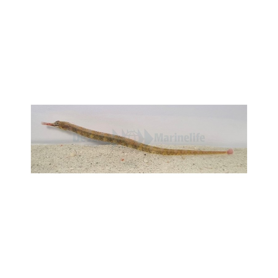 Corythoichthys intestinalis - Pipefish - Snake