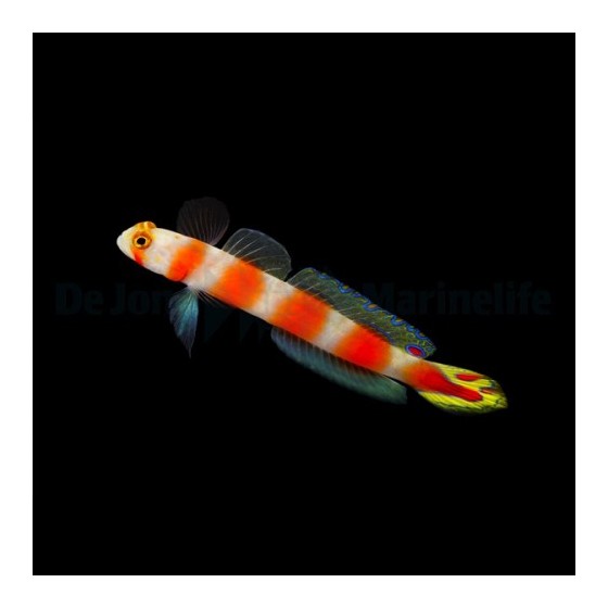 Cryptocentrus aurora - Suntail Goby