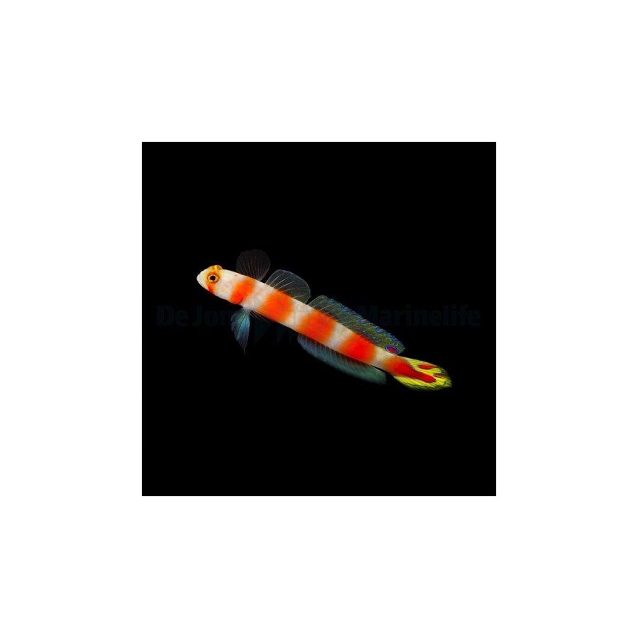 Cryptocentrus aurora - Suntail Goby