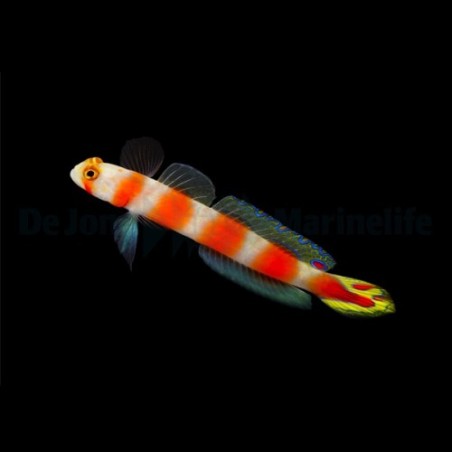 Cryptocentrus aurora - Suntail Goby