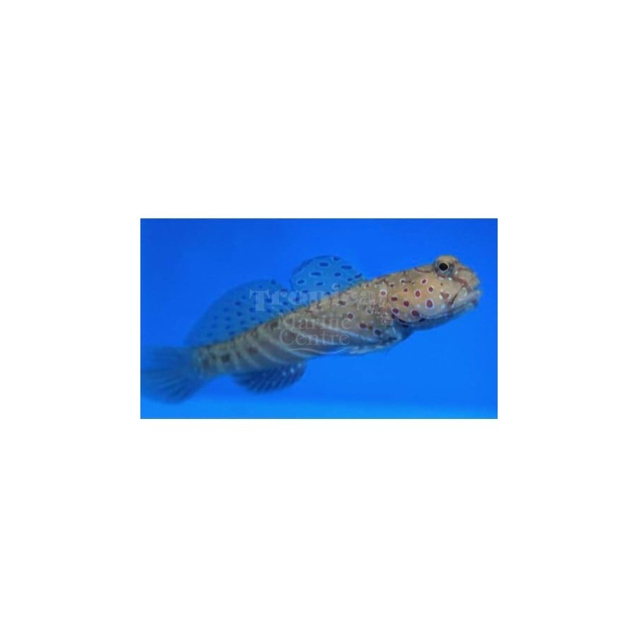 Cryptocentrus caeruleopunctatu - Giant Red Sea Goby