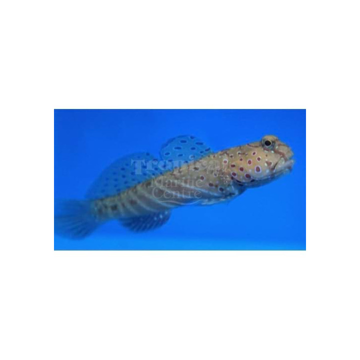 Cryptocentrus caeruleopunctatu - Giant Red Sea Goby -