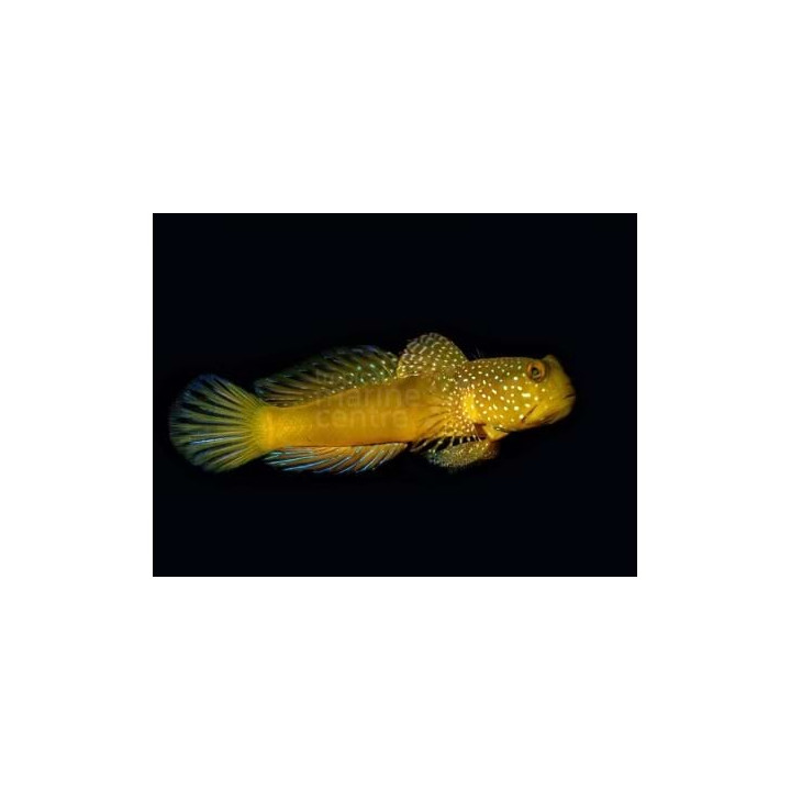 Cryptocentrus cinctus - Keltaraputokko