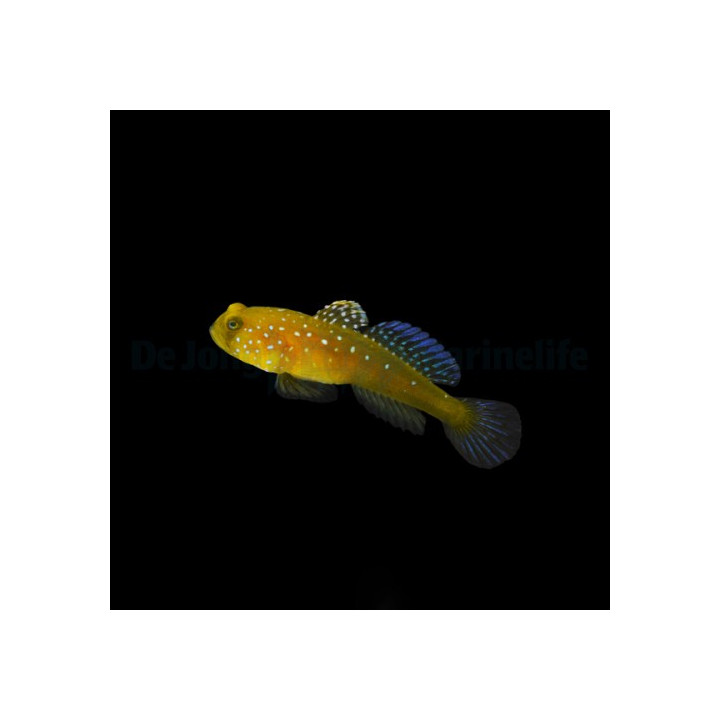 Cryptocentrus cinctus - Keltaraputokko - viljelty