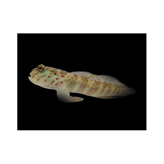 Cryptocentrus leptocephalus - Pink Spot Goby