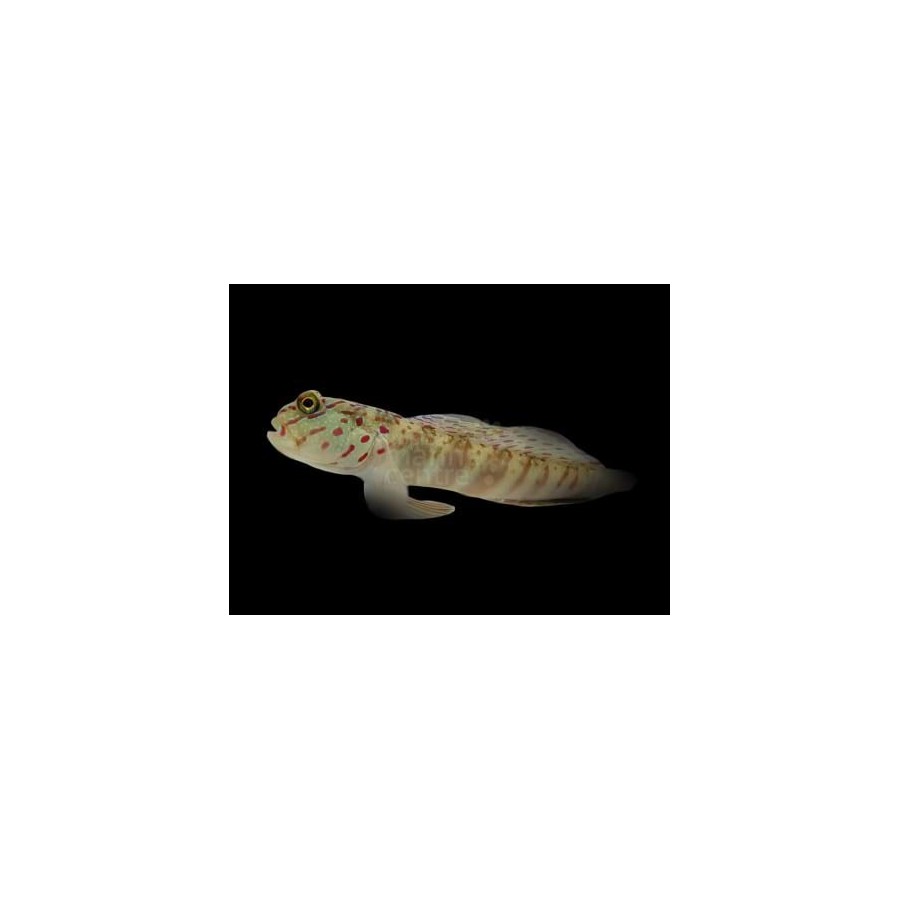 Cryptocentrus leptocephalus - Pink Spot Goby