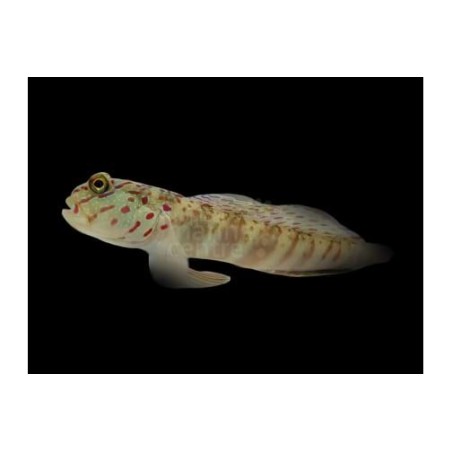 Cryptocentrus leptocephalus - Pink Spot Goby