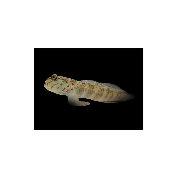 Cryptocentrus leptocephalus - Pink Spot Goby
