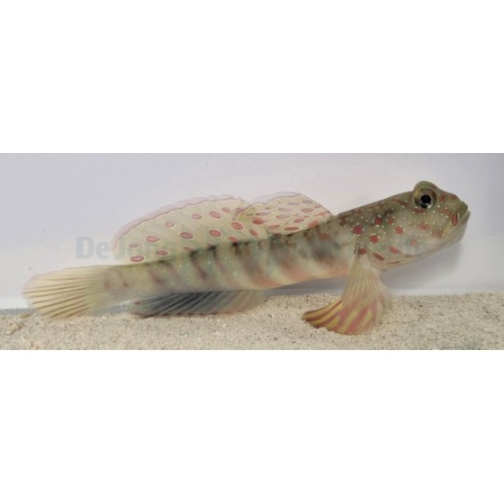 Cryptocentrus leptocephalus - Pink Spot Goby