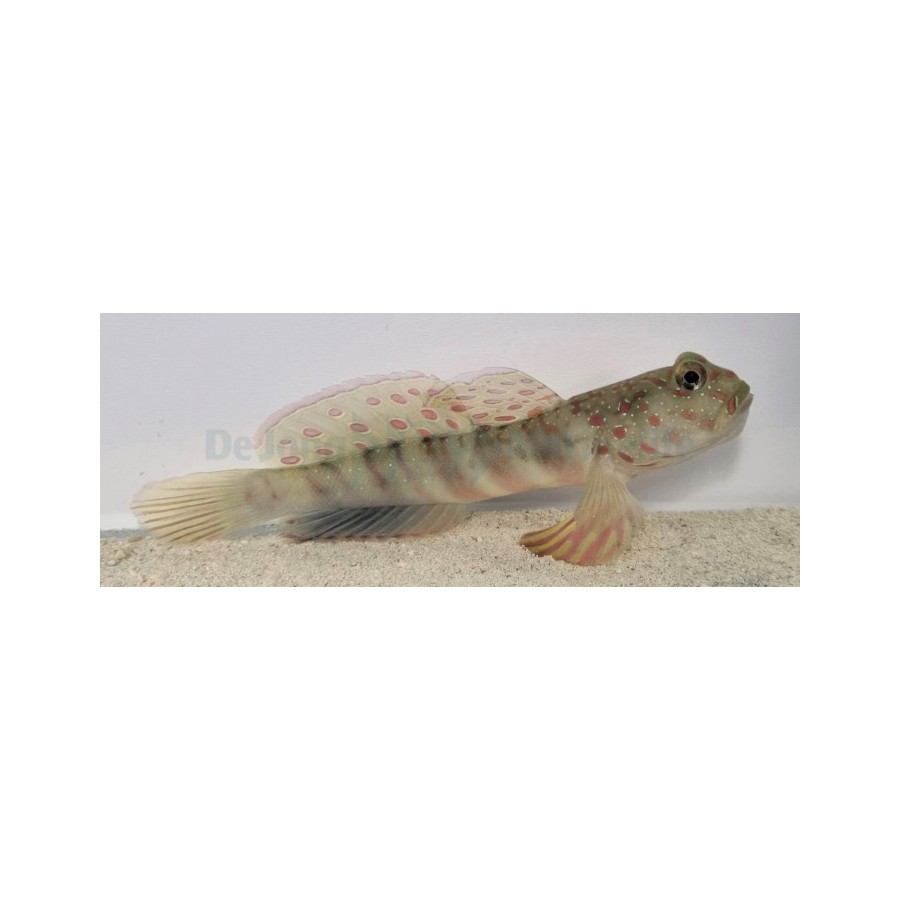 Cryptocentrus leptocephalus - Pink Spot Goby