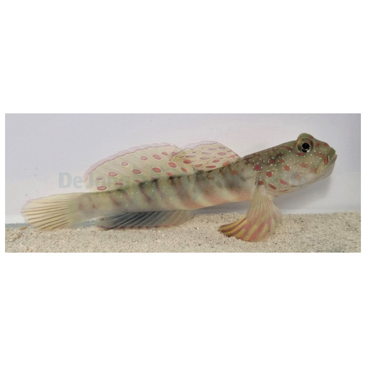Cryptocentrus leptocephalus - Pink Spot Goby