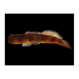 Cryptocentrus pavoninoides - Blue Spot Goby