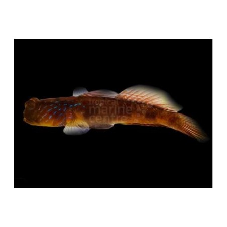 Cryptocentrus pavoninoides - Blue Spot Goby