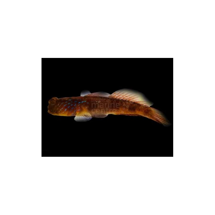 Cryptocentrus pavoninoides - Blue Spot Goby