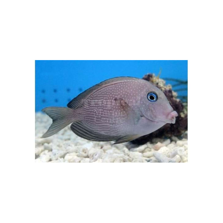 Ctenochaetus marginatus - Starry Kole Tang