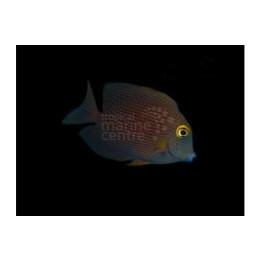 Ctenochaetus strigosus - Yellow Eye Tang - keltasilmävälskäri