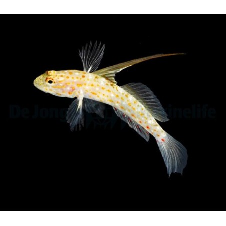 Ctenogobiops tangaroai - Hi Fin Spangle Goby