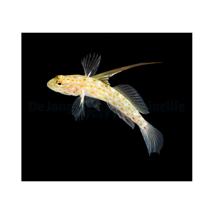 Ctenogobiops tangaroai - Hi Fin Spangle Goby