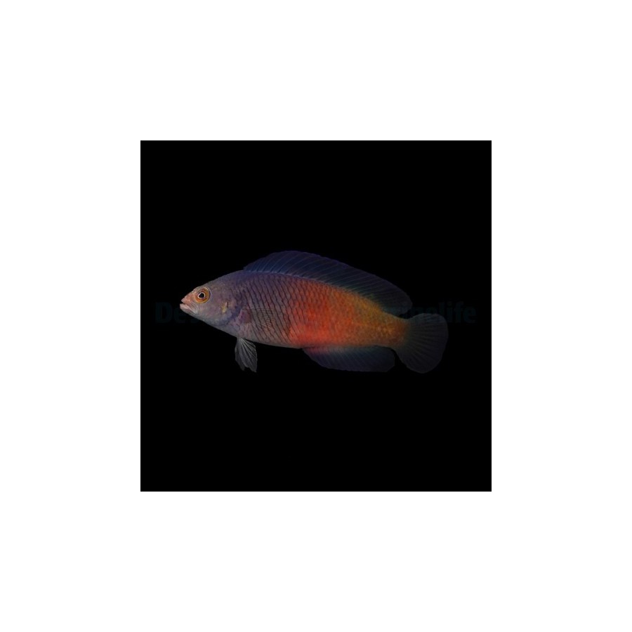 Cypho purpurascens - Cherry Pygmy Basslet