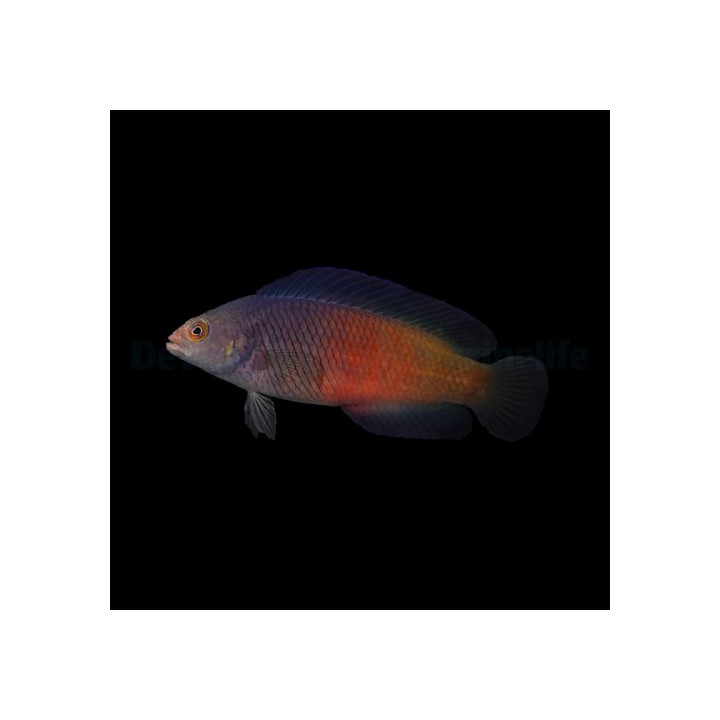 Cypho purpurascens - Cherry Pygmy Basslet