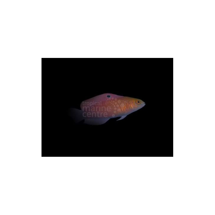 Cypho purpurascens - Cherry Pygmy Basslet
