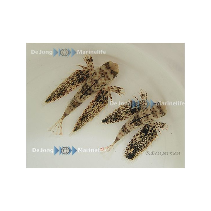 Dactyloptena macracantha