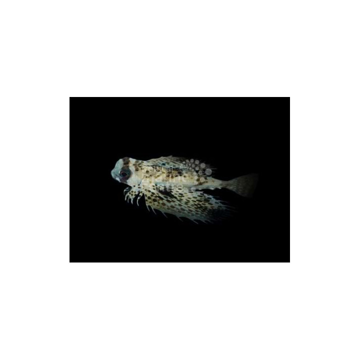 Dactyloptena orientalis - Gurnard - Flying