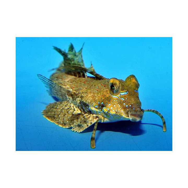 Dactylopus dactylopus - Gurnard - Dragonet