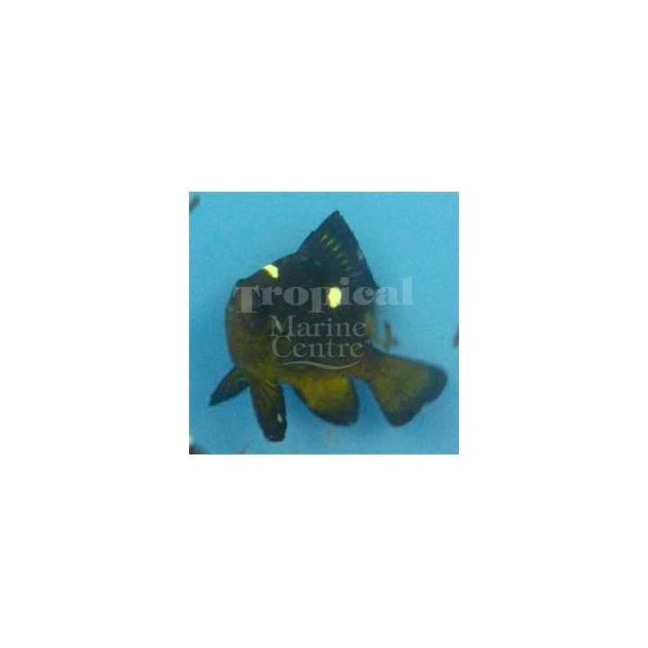 Dascyllus auripinnis - Fijian Yellow Domino Damsel