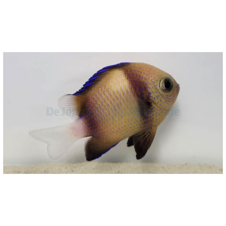 Dascyllus carneus - Humbug
