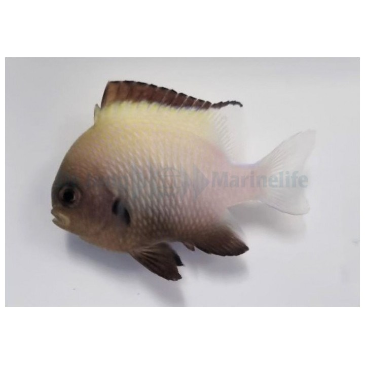Dascyllus marginatus - Pretty Damsel