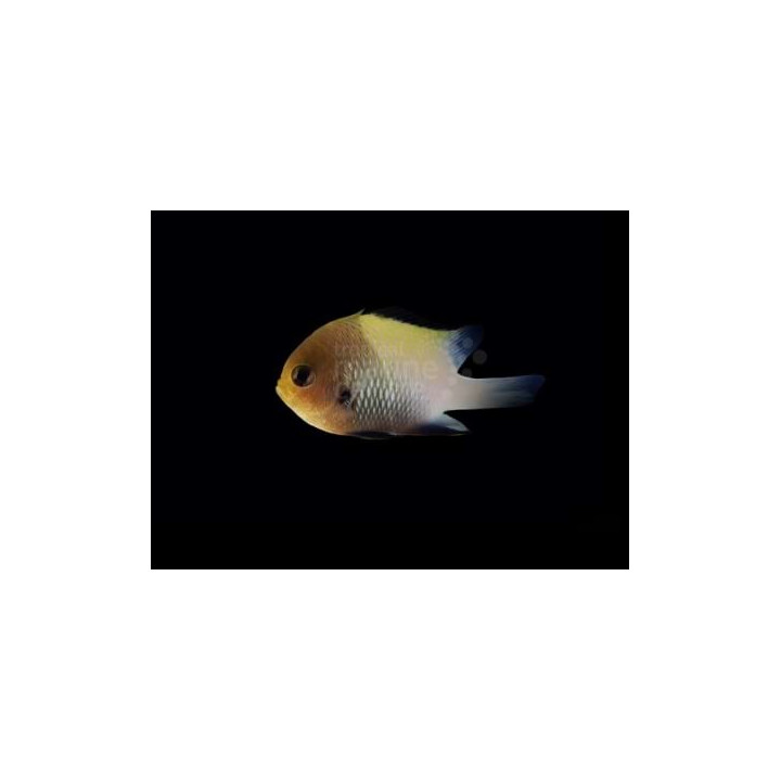 Dascyllus marginatus - Pretty Damsel