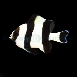 Dascyllus melanurus - MustapyrstÃ¶preussiahven