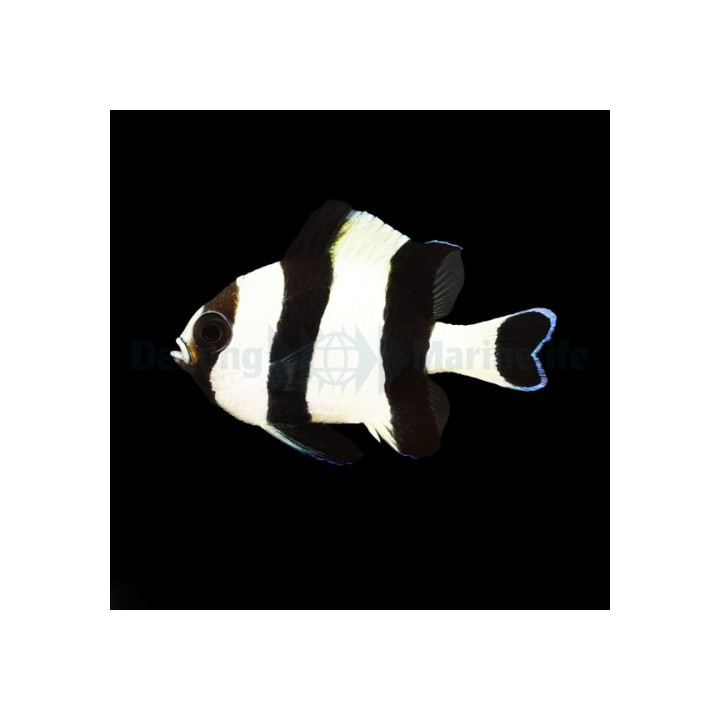 Dascyllus melanurus - MustapyrstÃ¶preussiahven