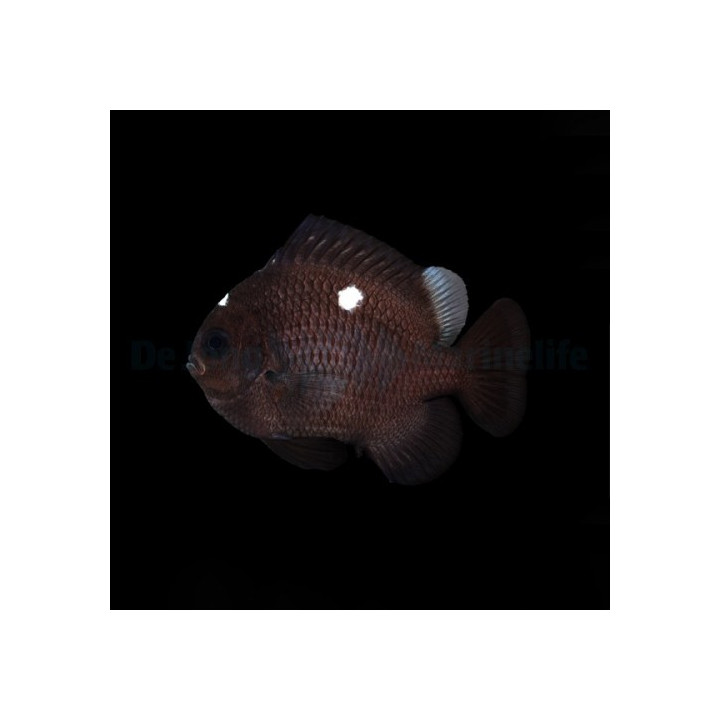 Dascyllus trimaculatus - Täpläpreussiahven