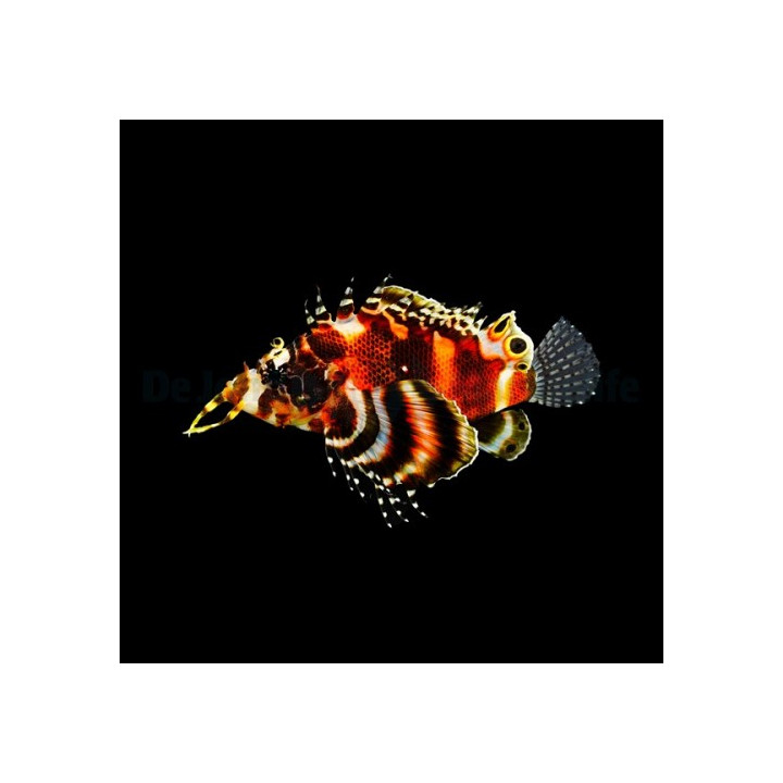 Dendrochirus biocellatus - Lion - Fumanchu