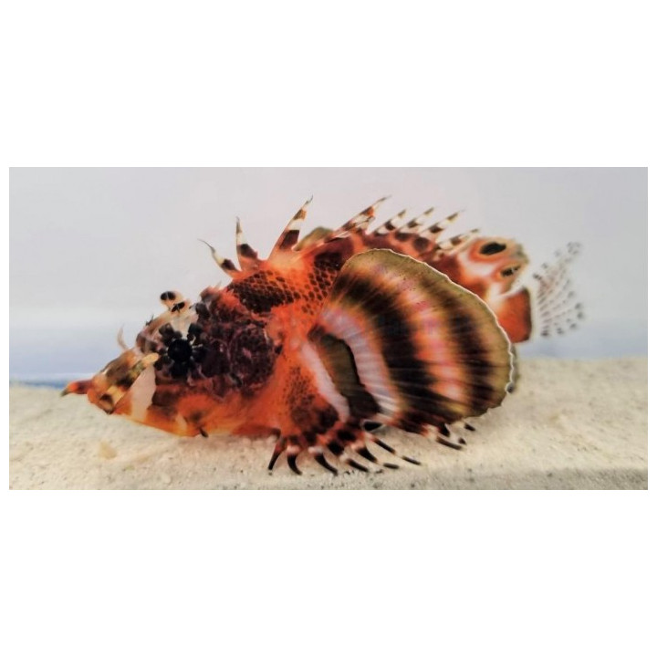 Dendrochirus biocellatus - Lion - Fumanchu