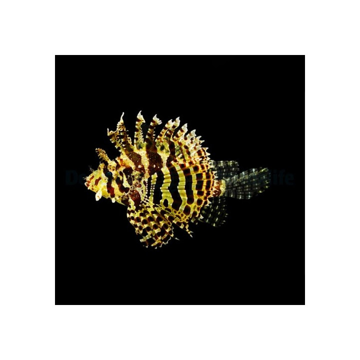 Dendrochirus brachypterus - Lion - Fuzzy Dwarf