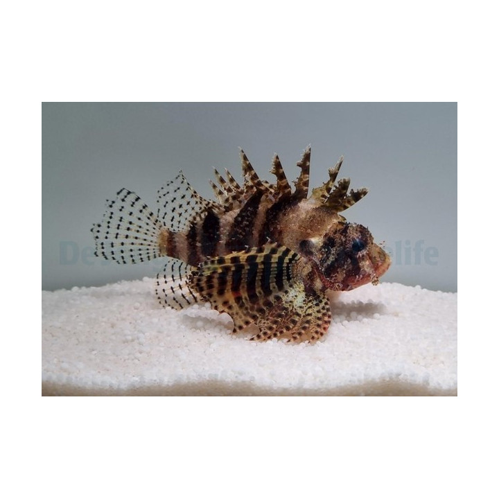 Dendrochirus brachypterus - Lion - Fuzzy Dwarf