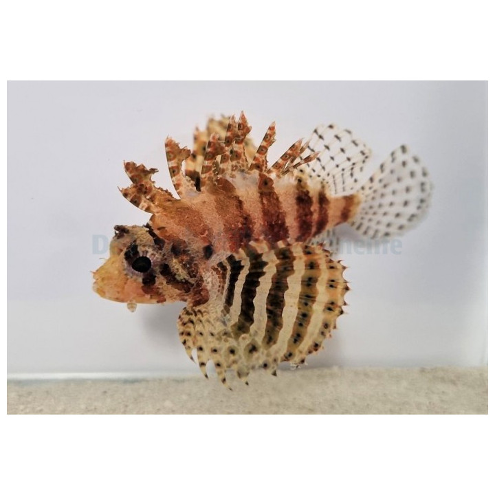 Dendrochirus brachypterus - Lion - Fuzzy Dwarf