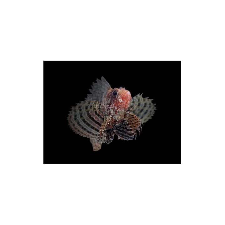 Dendrochirus brachypterus - Lion - Fuzzy Dwarf