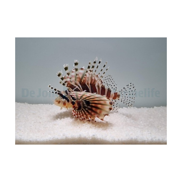 Dendrochirus zebra - Lion - Dwarf
