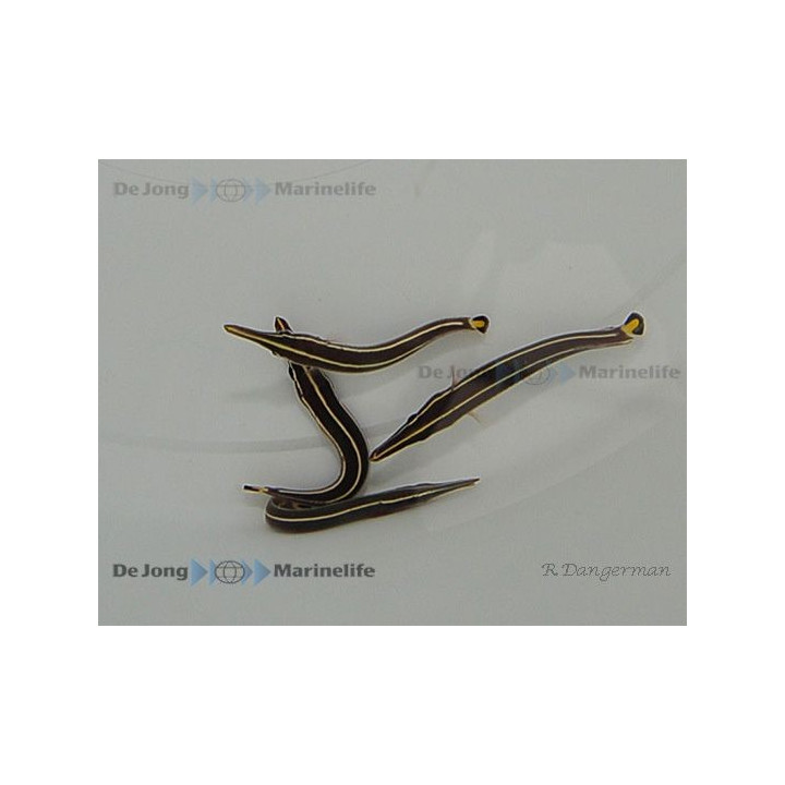 Diademichthys lineatus - Clingfish