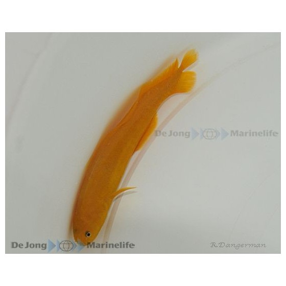 Diancistrus fuscus - Yellow Knife Fish