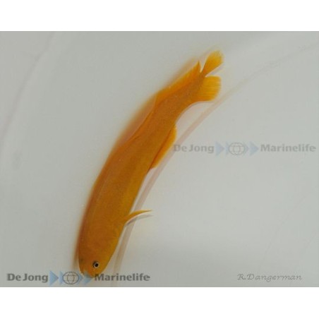 Diancistrus fuscus - Yellow Knife Fish