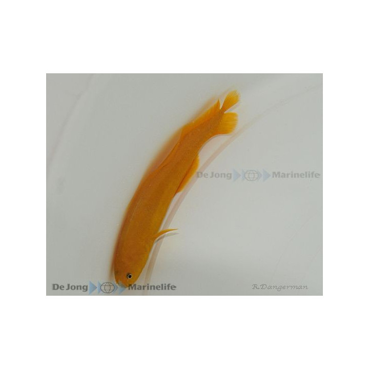 Diancistrus fuscus - Yellow Knife Fish