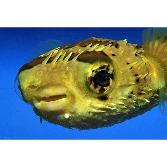 Diodon holocanthus - Porcupine Puffer