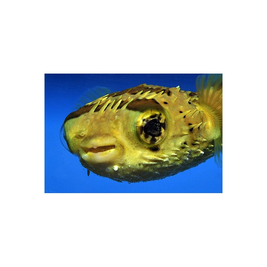 Diodon holocanthus - Porcupine Puffer