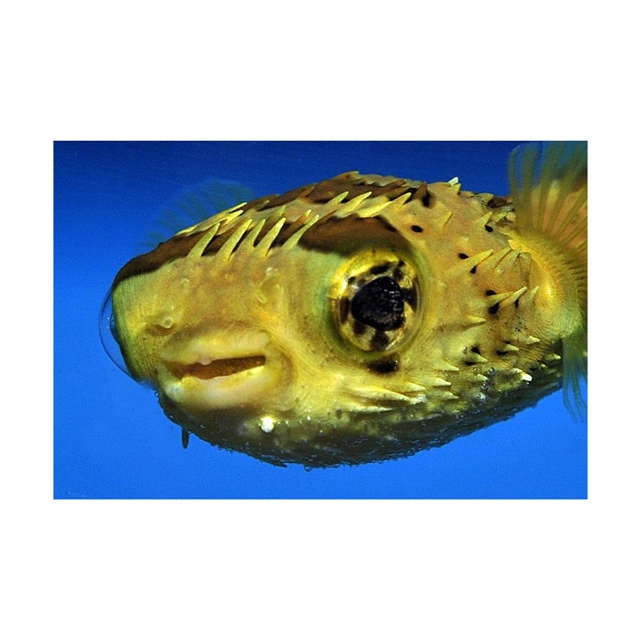 Diodon holocanthus - Porcupine Puffer