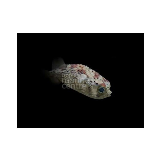 Diodon holocanthus - Porcupine Puffer